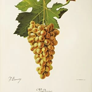 Verdesse grape, illustration by J. Troncy