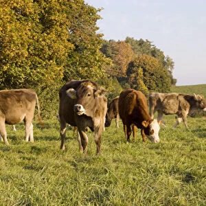 Vermont, shelburne, shelburne farms, brown swiss cow dairy herd grazing at farm