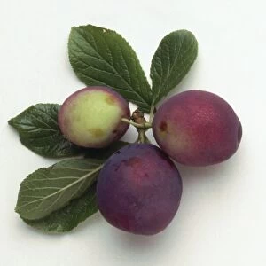Victoria plums with leaves on white background