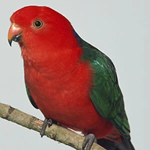 Side view of an Australian King Parrot with head in profile, perching on a branch