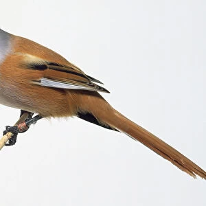 Side view of a Bearded Tit perched on a thin but sturdy looking stem. This example is a male of the species as it has a black moustache