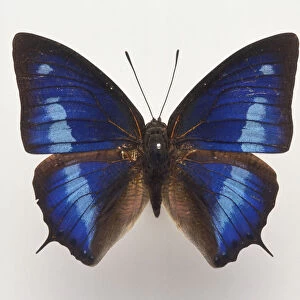 Above view blue and black butterfly with short pointed tails