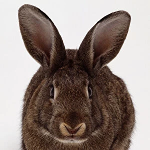 Front view of a brown domestic rabbit, Oryctolagus cuniculus