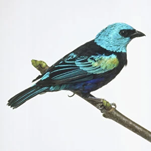 Side view of a captive Blue-necked Tanager perched on a thin branch, showing its yellow bill and bluish-green body plumage