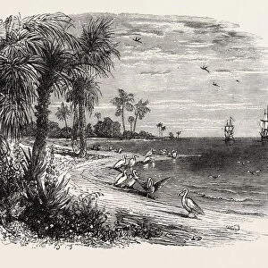 View on the Coast of Florida, United States of America, Us, Usa, 1870S Engraving