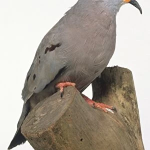 Side view of a Croaking Ground Dove, perching on a tree stump, with its head in profile