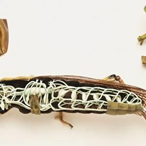 Side view of cross-section model of locust showing breathing system