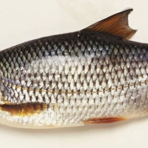 Side view of a dead roach fish with silver scales and orange tipped fins and tail, small mouth large eye
