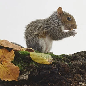 Side view of Eastern Grey Squirrel, Sciurus carolinensis, eating nut on moss-covered log