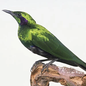 Side view of an Emerald Starling, perching on a thin branch, with head in profile and showing glossy, emerald green plumage / feathers