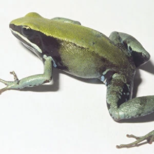 Side view of Green Mantella Frog (Mantella viridis)
