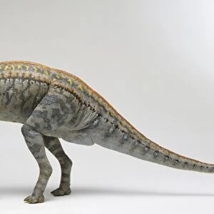 Side view of Grey Corythosaurus Dinosaur