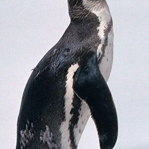 Side view of a Humboldt penguin