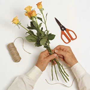 Above view of mans hands tying a bunch of yellow long stemmed roses together for air drying, next to a ball of string and scissors