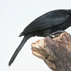 Side view of a Melodious Blackbird, Dives dives, perching on a tree trunk and leaning forwards, with head in profile showing the beak and eye
