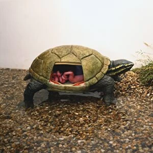 Side view of model of Stinkpot Turtle crawling from water with head and legs extending