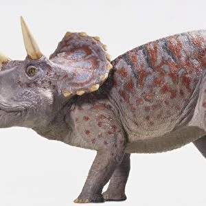 Side on view model of a triceratops
