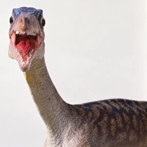 Front view with mouth open, model of a the head and long thin neck of a Compsognathus dinosaur