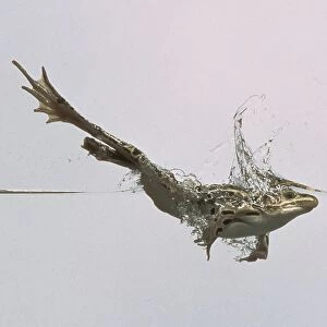 Side view of North American Leopard Frog in mid-leap
