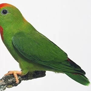 Side view of a Philippine Hanging Parrot with head in profile, perching on a branch, showing green body and wing plumage, red forehead, orange bill, and red patch on throat