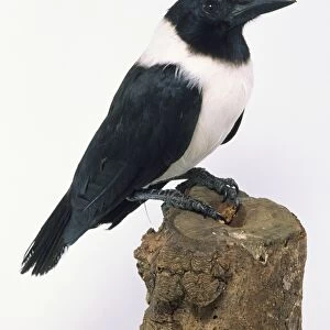 Side view of a Pied Crow, perched on a tree stump, showing the head and bill / beak in profile