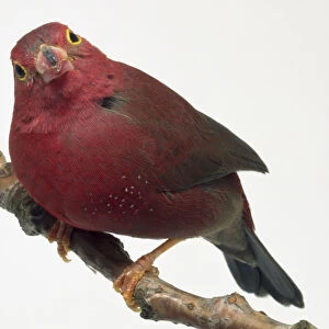 Side / front view of a Red-Billed Fire Finch, perching on a narrow branch in a slightly crouched pose, with its head facing forwards