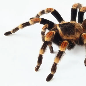 Side view of a Red Kneed Tarantula