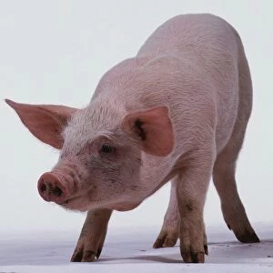 Front view of six-week-old Pink Piglet, with head down