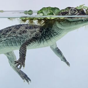 Side view of Spectacled Caiman, Caiman crocodilus, with head half-submerged covered in water weed