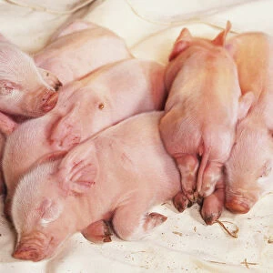 Front view of five two-day-old sleepy Pink Piglets, on straw