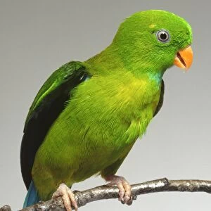 Front view of a Vernal Hanging-Parrot, Loriculus vernalis, with head in profile, perching on a narrow branch