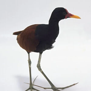 Side / front view of a Wattled Jacana, a small, black and brown tropical wading bird, with head in profile showing the soft, fleshy wattle, yellow bill, long, thin legs and extremely large feet enabling it to walk on floating vegetation