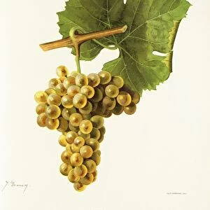 Viognier grape, illustration by J. Troncy