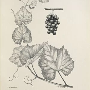 Vitis arizonica, illustration by H. Gillet