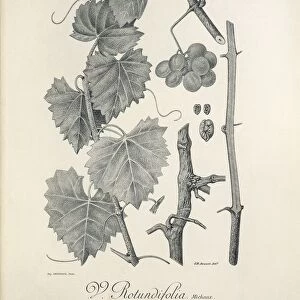 Vitis rotundifolia, illustration by J. B. Drouot