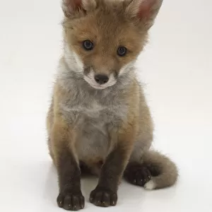 Vulpes vulpes, red fox, family canidae, front view of sitting eight week old fox cub