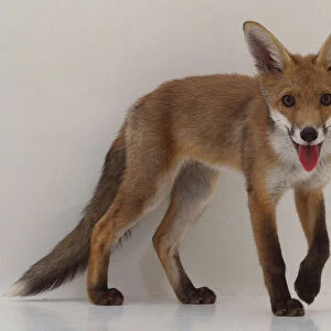 Vulpes vulpes (Red fox), Family Canidae, fox with red-brown fur