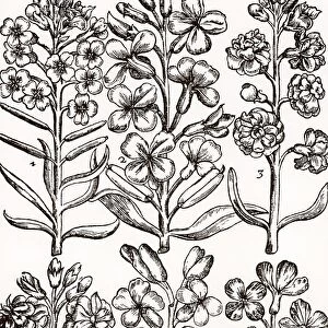Wallfowers (Cheiranthus) also known as Gillyflowers. Woodcut from Paradisi in Sole