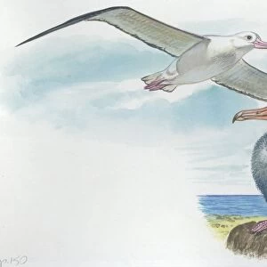 Wandering Albatross Diomedea exulans with chick, illustration