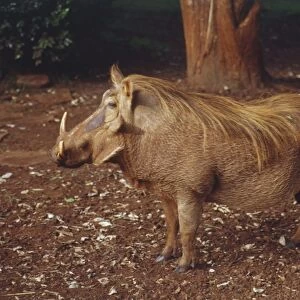 Warthog, Phacochoerus africanus, side view standing in dirt, brown skin, long mane flowing from head to middle-back, huge head, jaws bearing two sets of tusks, two pairs of bumps on face