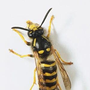 A wasp with black and yellow bands across its body and narrow translucent wings