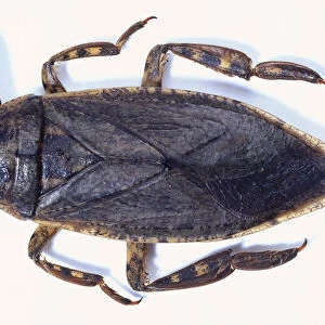 Waterbug, Lethocerus grandis, with a wide flat body, pointed thorax, and short large front legs, above view