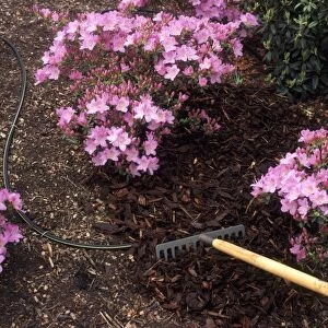 Watering azaleas through a seep hose hidden under mulch