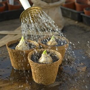 Watering bulbs in containers