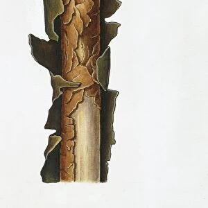Waxy Crust (Vuilleminia comedens), illustration