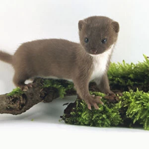 Weasel (Mustela nivalis) perching on a moss-covered branch, side view