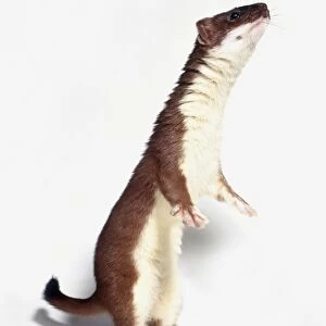 Weasel (Mustela nivalis), rearing up on hind legs