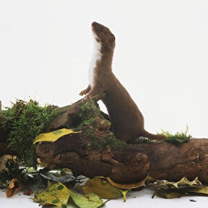 Weasel (Mustela nivalis) standing on back legs sniffing the air and propping front paws on a rock