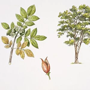 Weinmannia rutenbergii plant with flower, leaf and fruit, illustration