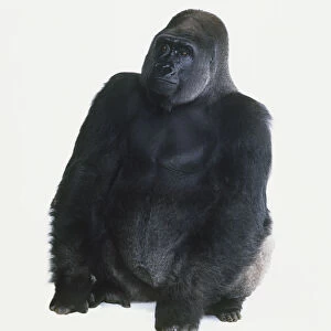 Western lowland gorilla (Gorilla gorilla gorilla), sitting, looking up